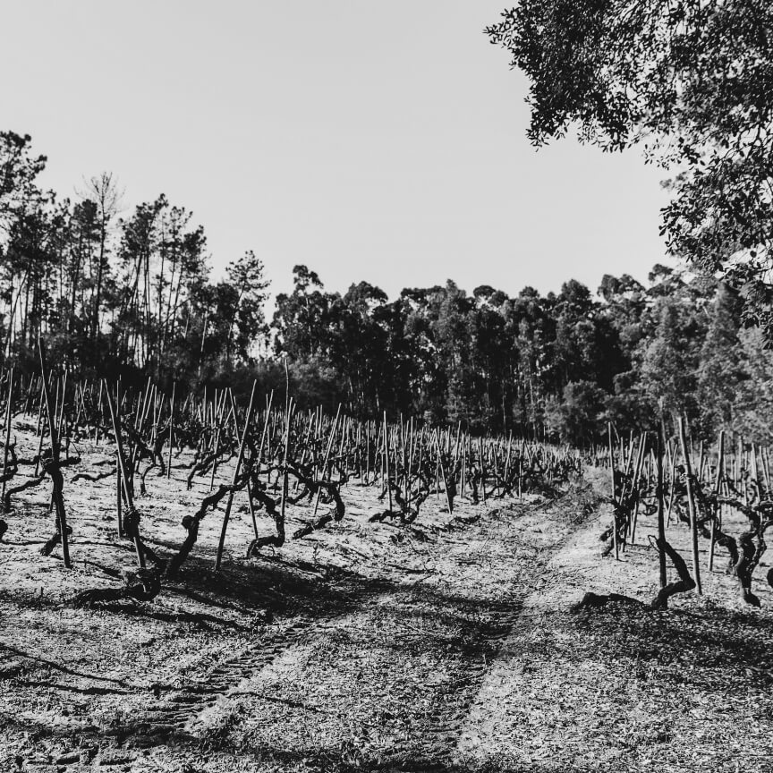 Red Wine DOC Reserva 2015 Bairrada